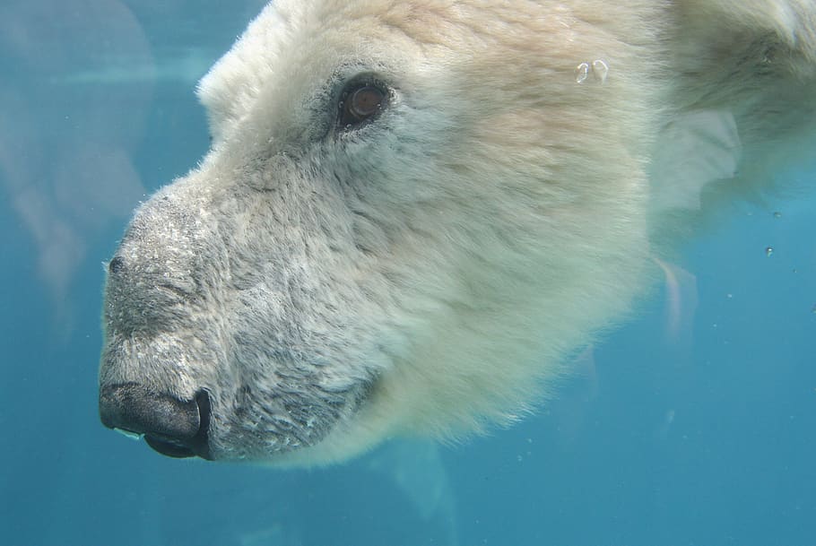 bear, animal, zoo, one animal, animal themes, animals in the wild HD wallpaper