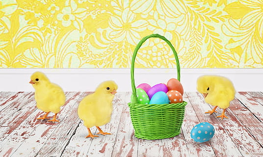 three yellow chicks beside green basket with easter eggs, baby chicks HD wallpaper