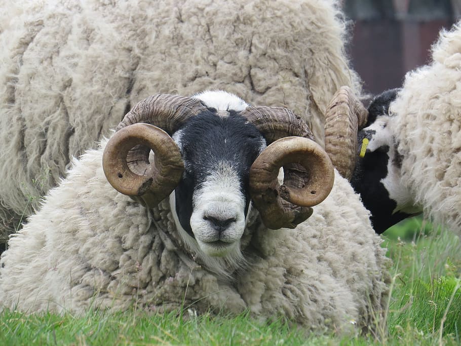 sheep, ram, horn, animal themes, mammal, livestock, domestic animals HD wallpaper