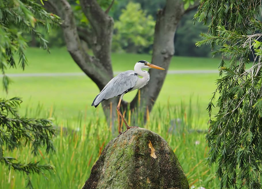 nature, bird, tree, grass, wildlife, outdoors, animal, environment HD wallpaper