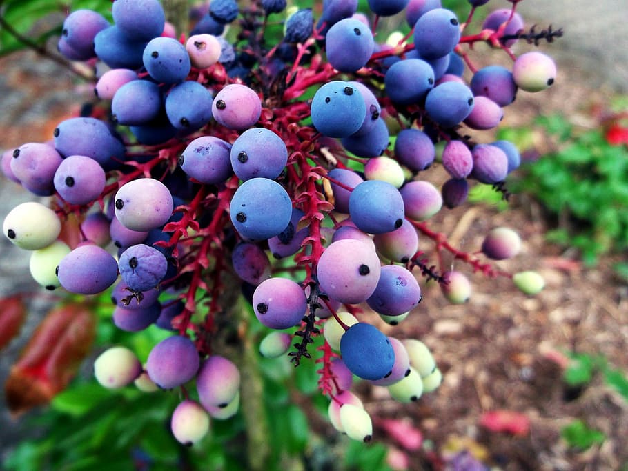 Mahogany, Berries, blue, large group of objects, multi colored HD wallpaper