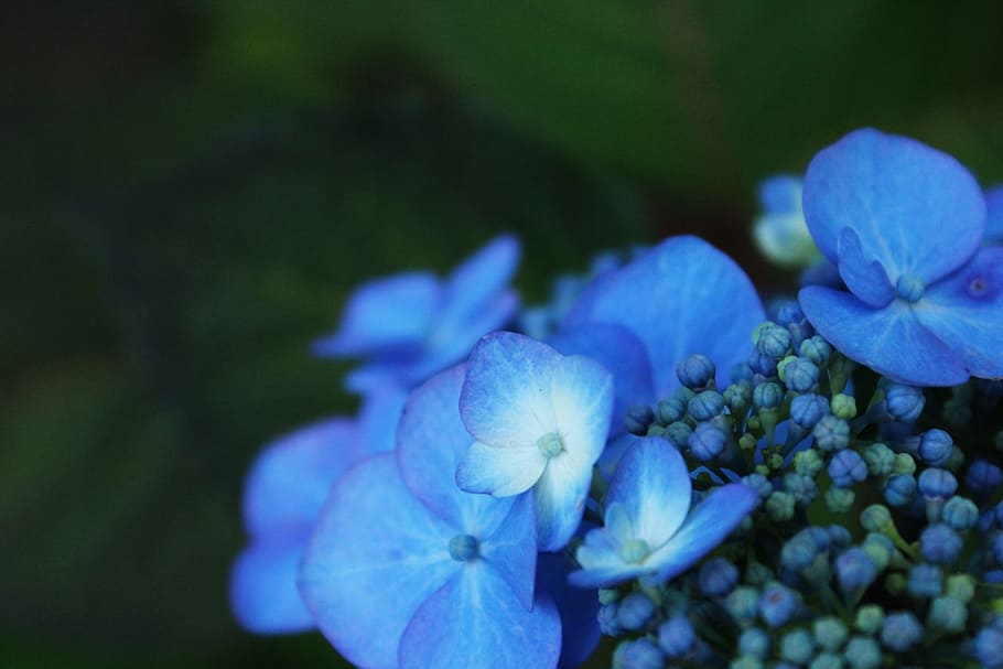 close up photography of blue petaled flower, hydrangea, garden HD wallpaper