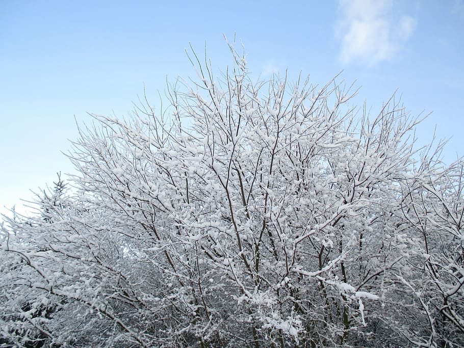 Tree, Snow, Clearances, Winter, sky, poland, clouds, nature HD wallpaper
