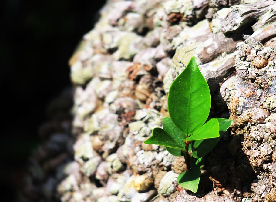leaf, nature, plant, tree, compact, close-up, garden, outdoor HD wallpaper