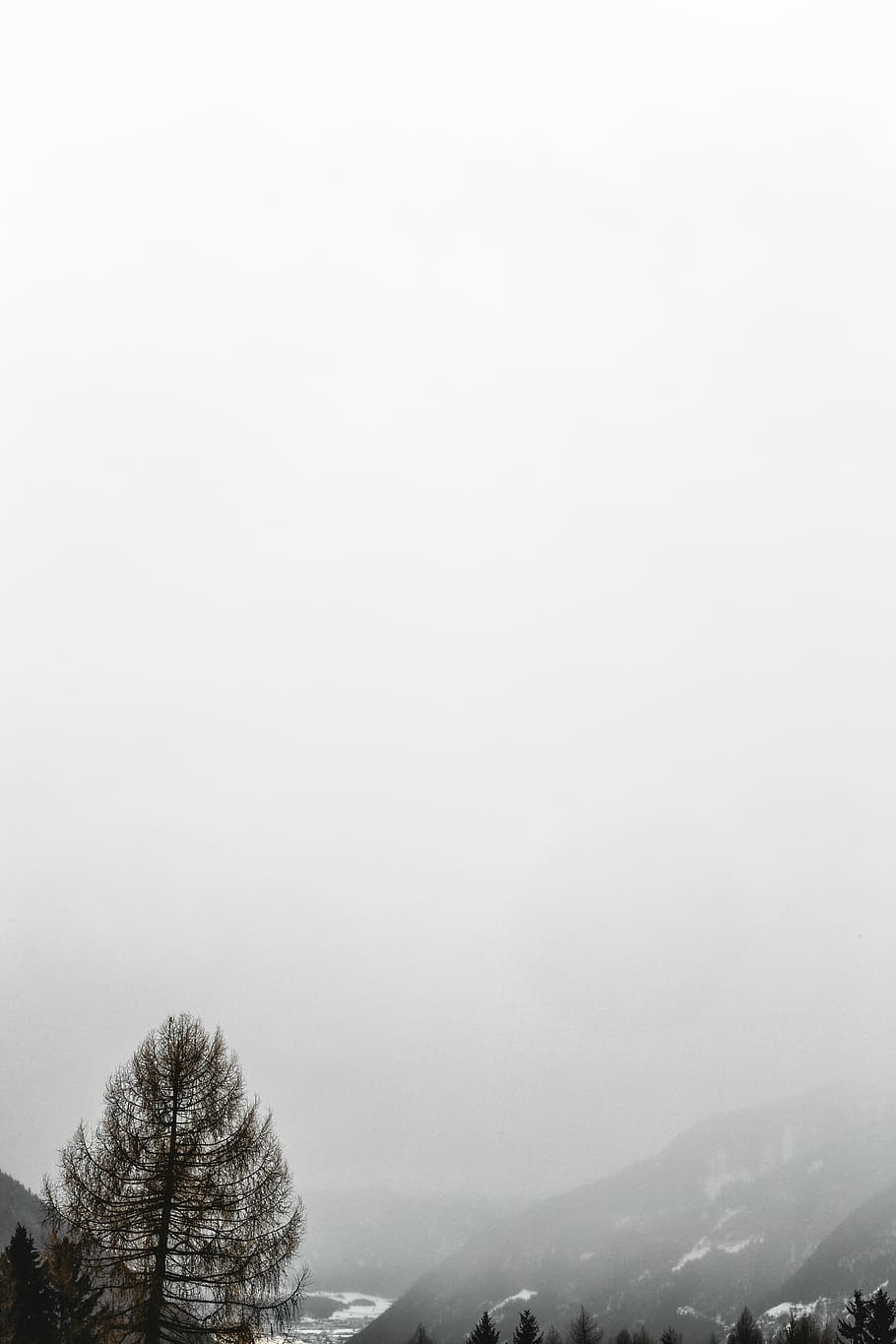 green tree, green leafed trees near mountain covered with snow HD wallpaper