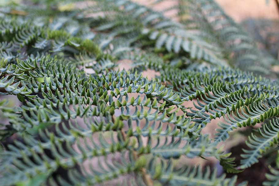 fer, leaf, green, plant, summer, freshness, green color, selective focus HD wallpaper