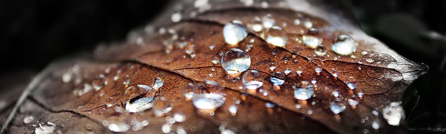 shallow focus photography of water drops on brown leaf, nature HD wallpaper