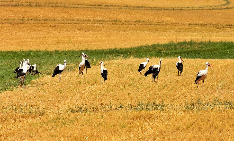 flock of heron birds, storks, field, nature, meadow, white stork HD wallpaper