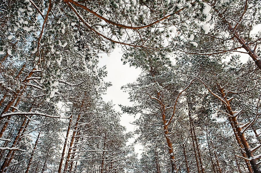 Tree tops over winter sky, nature, forest, woodland, outdoors HD wallpaper