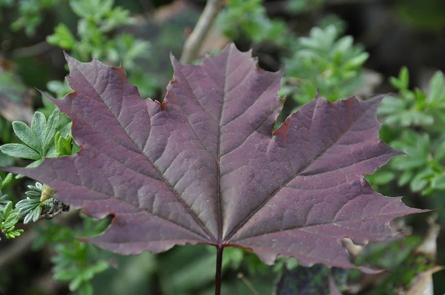 Leaf, Nature, autumn, close-up, no people, day, focus on foreground HD wallpaper