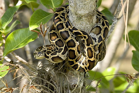 brown and black snake wrapped around tree branch, burmese python HD wallpaper