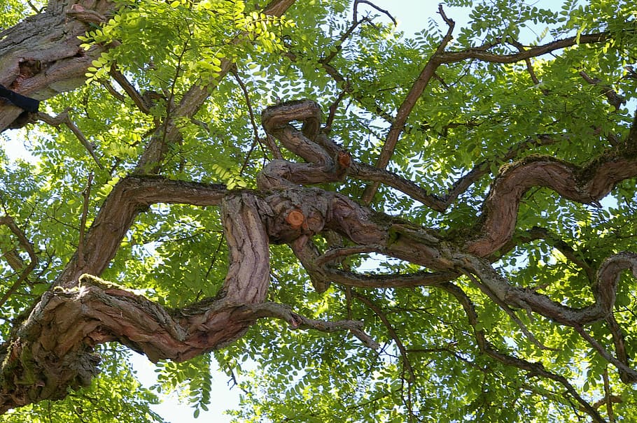 low angle photography of green leafed tree, log, bark, tribe HD wallpaper