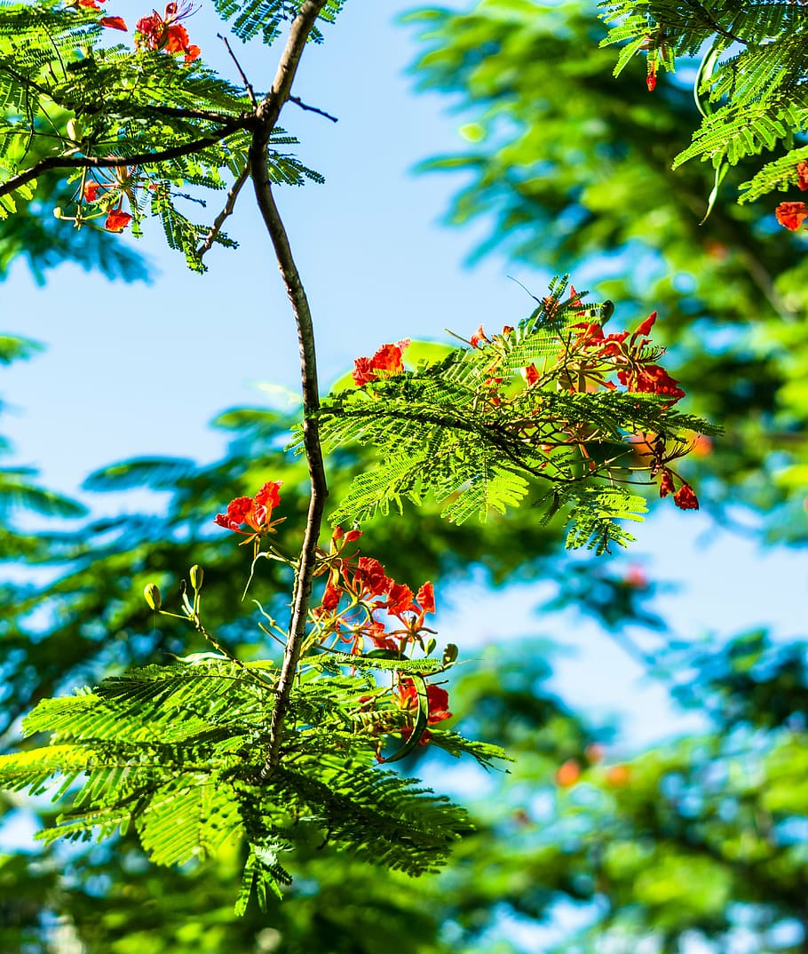 blossom, bloom, red, tree, plant, plant part, leaf, growth HD wallpaper