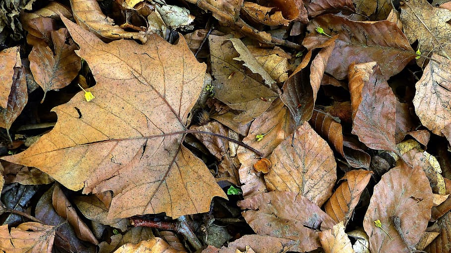 leaf, fall, nature, plant, tree, foliage, plant part, autumn HD wallpaper