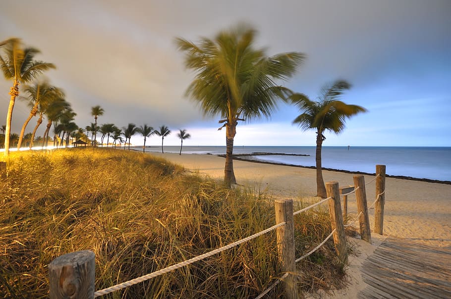 palm trees at seashore during daytime, beach, morning, florida, HD wallpaper