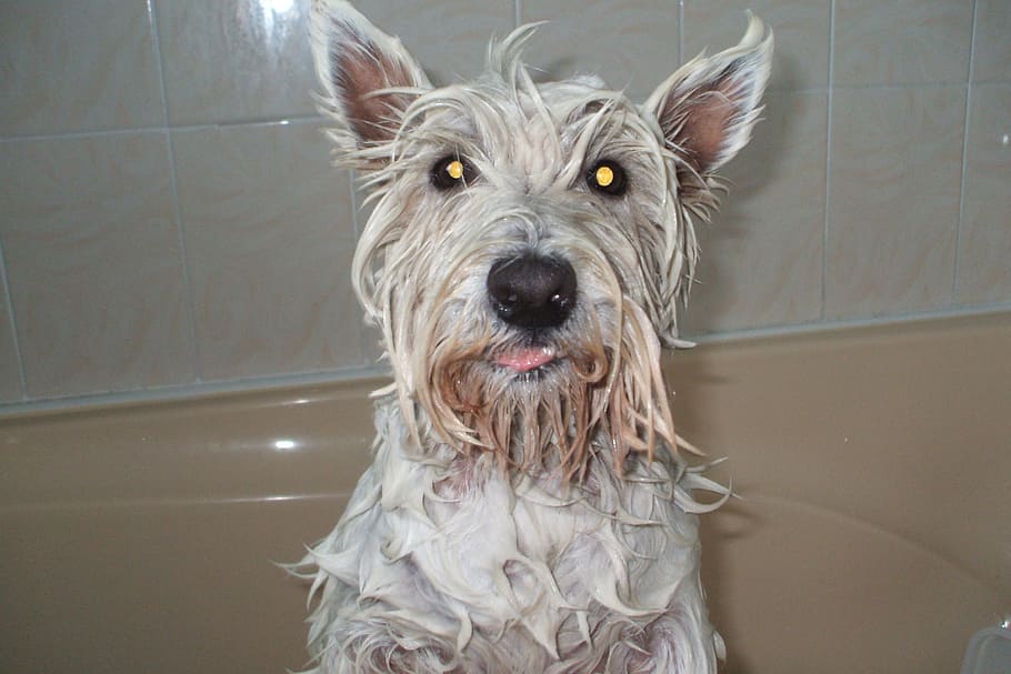 dog, pet, wet, pets, dogs, animal, one animal, domestic, canine HD wallpaper