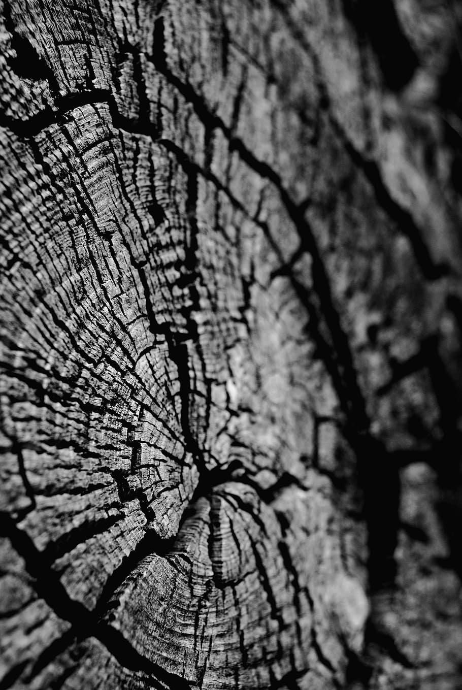 HD wallpaper: black and white, nature, trunk, tree, cracked, textured ...