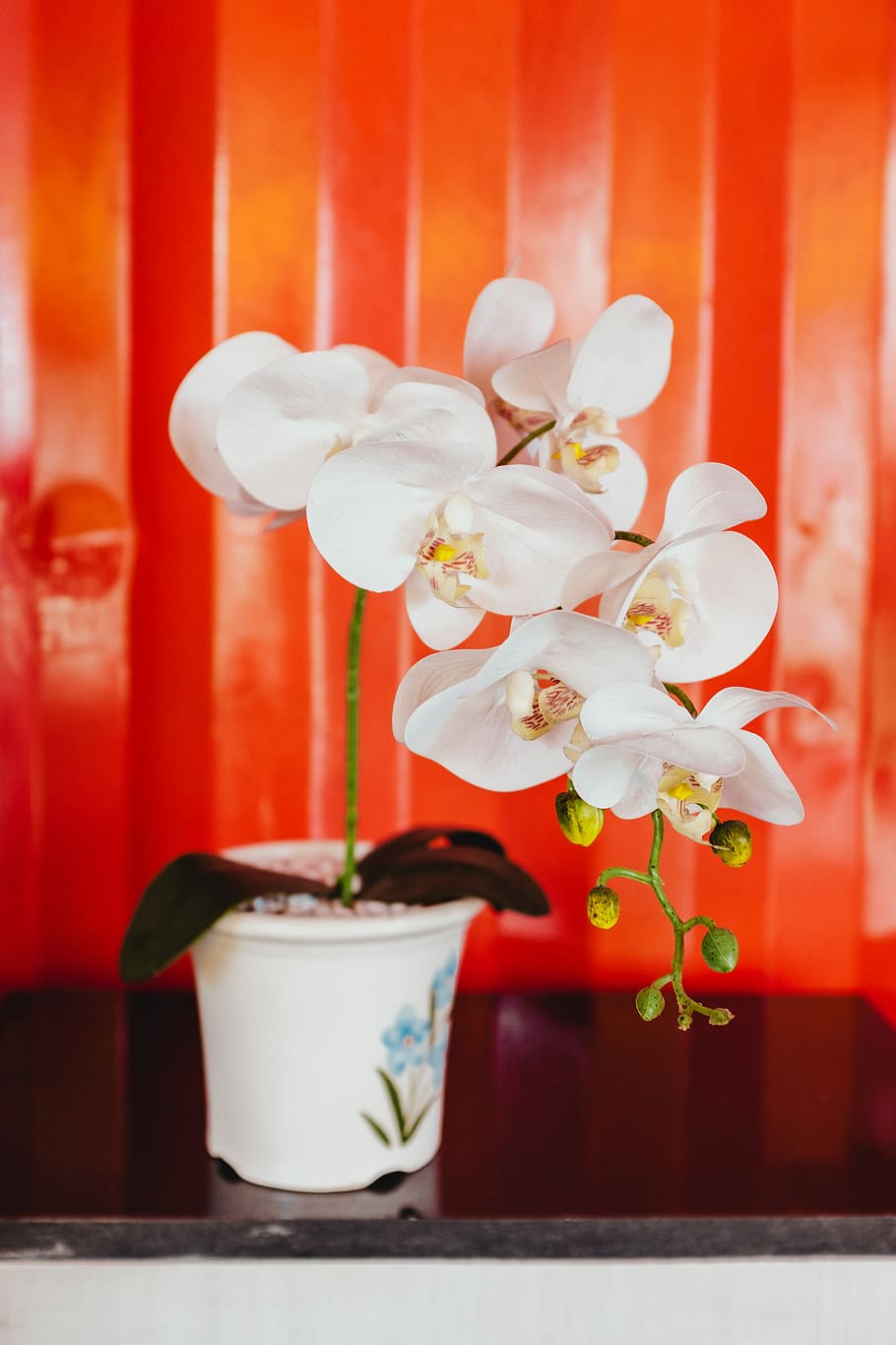 white flowers in white plant pot, shallow focus photography of white orchid flowers HD wallpaper