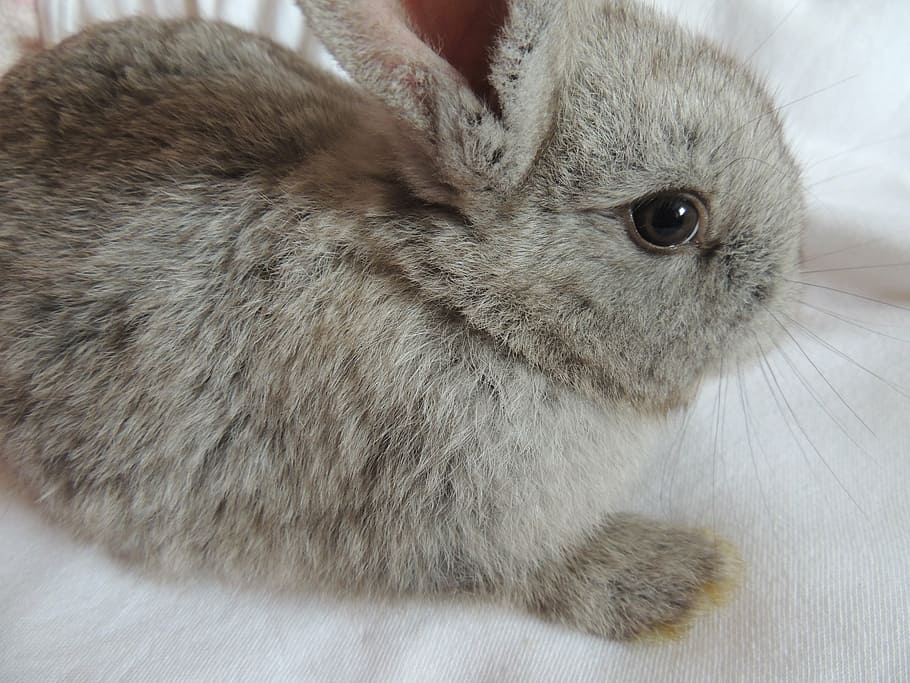 gray rabbit sitting on white cloth, view, eye, ear, fousky HD wallpaper