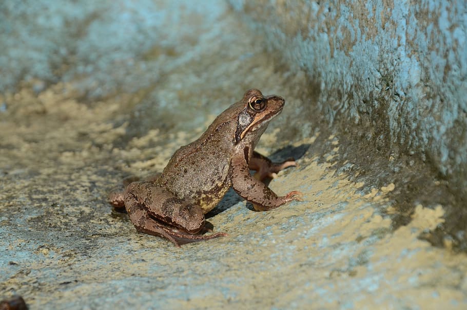 frog, brown, animal, toad, creature, animal themes, animal wildlife HD wallpaper