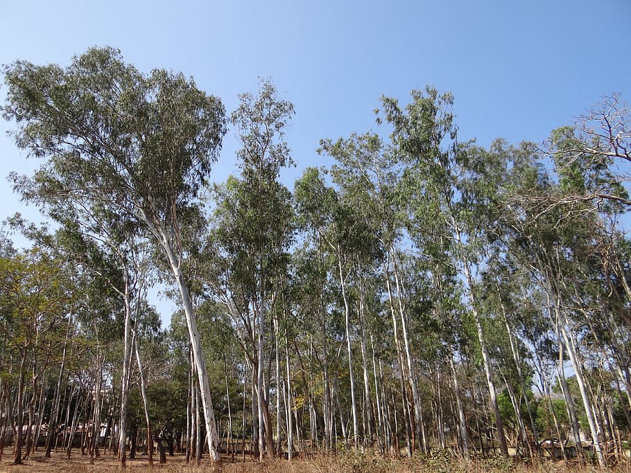 eucalyptus forest, dharwad, india, tree, organic, agriculture HD wallpaper