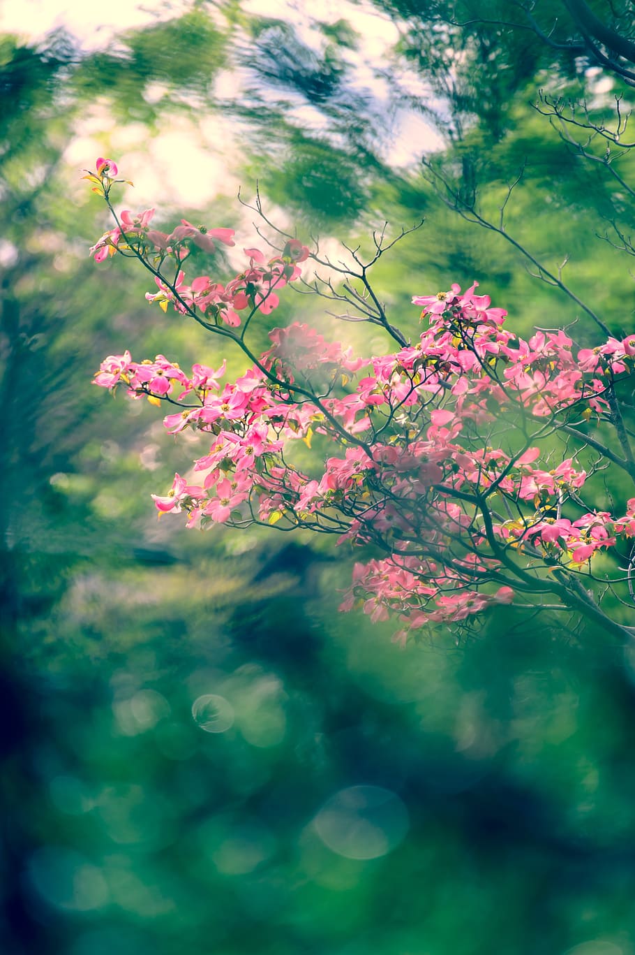 selective focus of pink petaled flowers, landscape, natural, arboretum