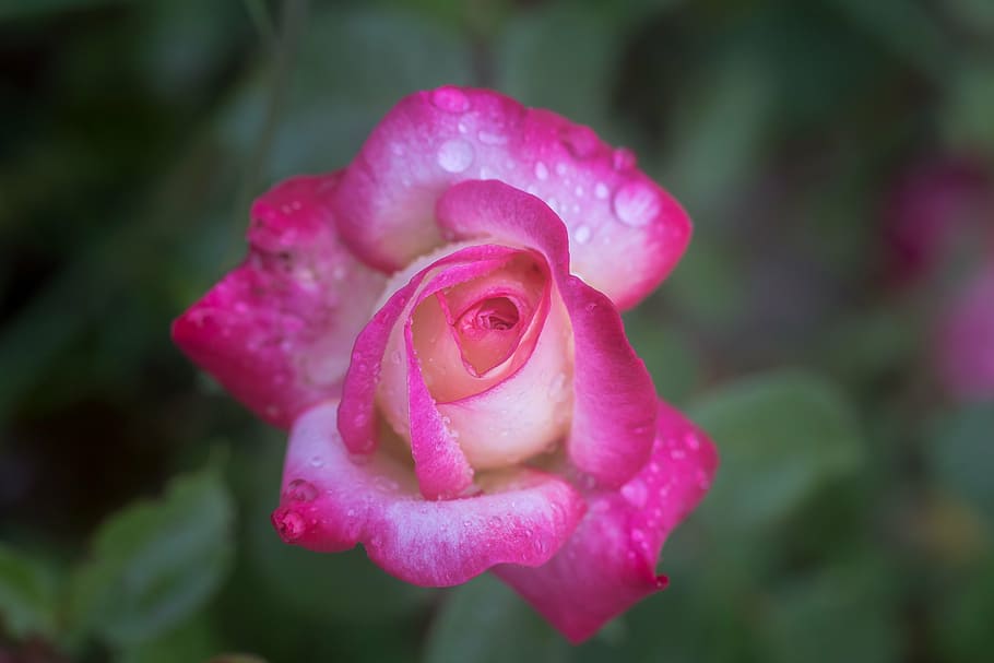 pink rose closeup photography, flower, macro, nature, water drops HD wallpaper