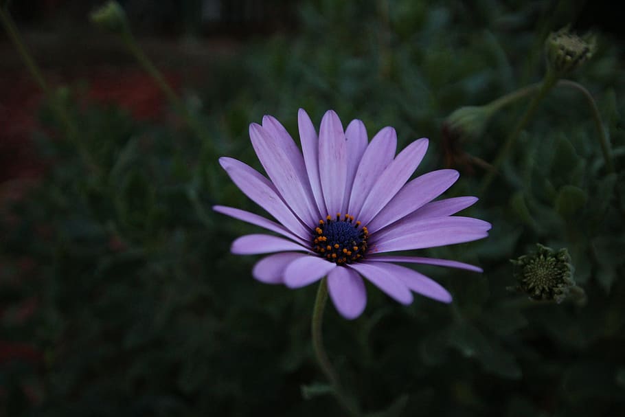 African Daisy, Flower, Nature, purple petals, deep green, darkness, HD wallpaper