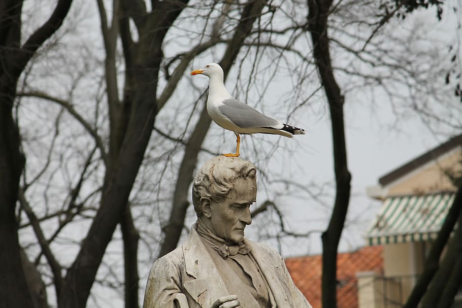 tree, outdoors, winter, nature, park, old, bird, seagull, statue HD wallpaper