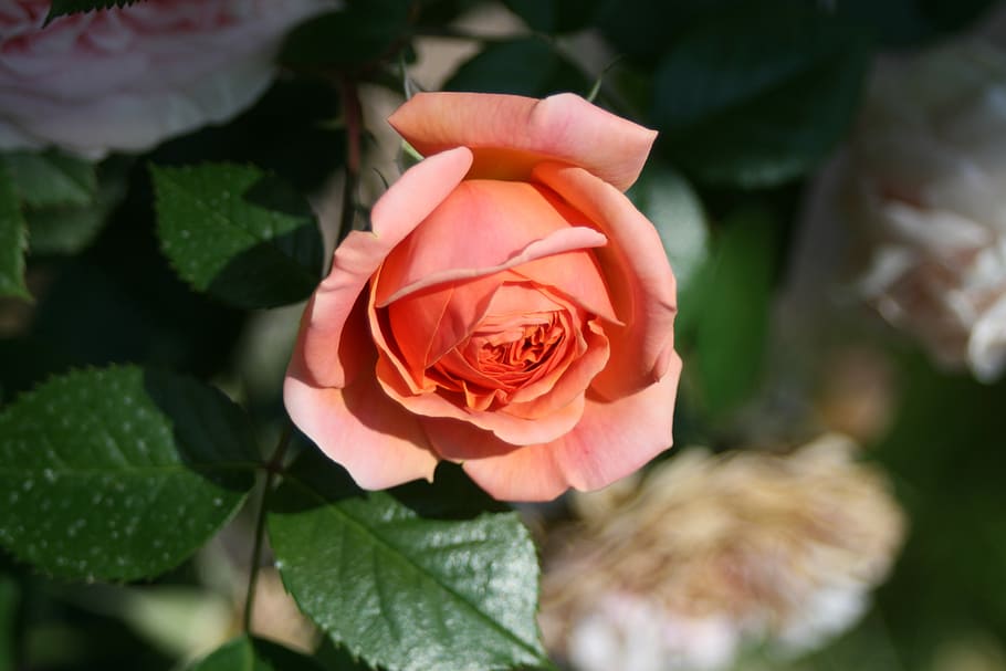 flower, rose, vicky, beauty in nature, flowering plant, vulnerability HD wallpaper
