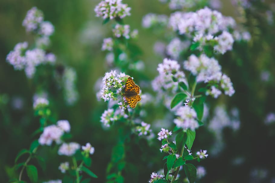Butterfly on flower II, blooming, blur, field, flora, flowers HD wallpaper