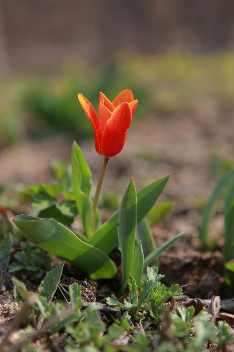 shallow focus photography of red tulip flower, nature, plants HD wallpaper