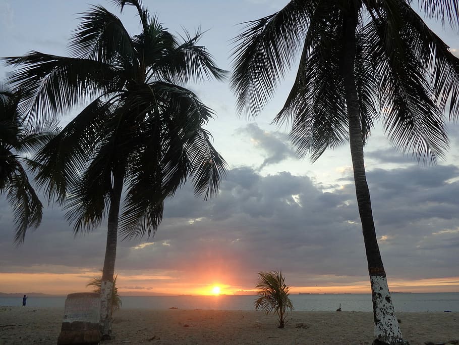 Beach, Palms, Sunset, palm tree, scenics, nature, beauty in nature HD wallpaper