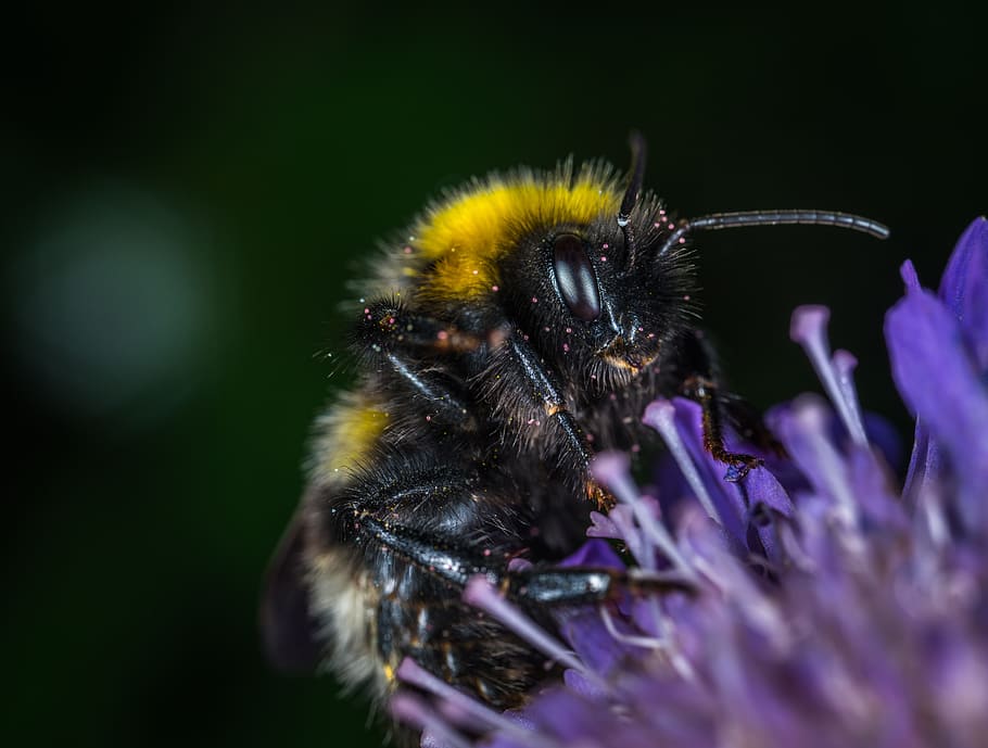 insect, nature, bumblebee, flower, macro, flowering plant, invertebrate HD wallpaper