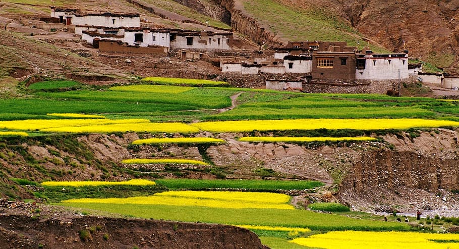 fields, culture, tibet, architecture, green color, yellow, plant HD wallpaper