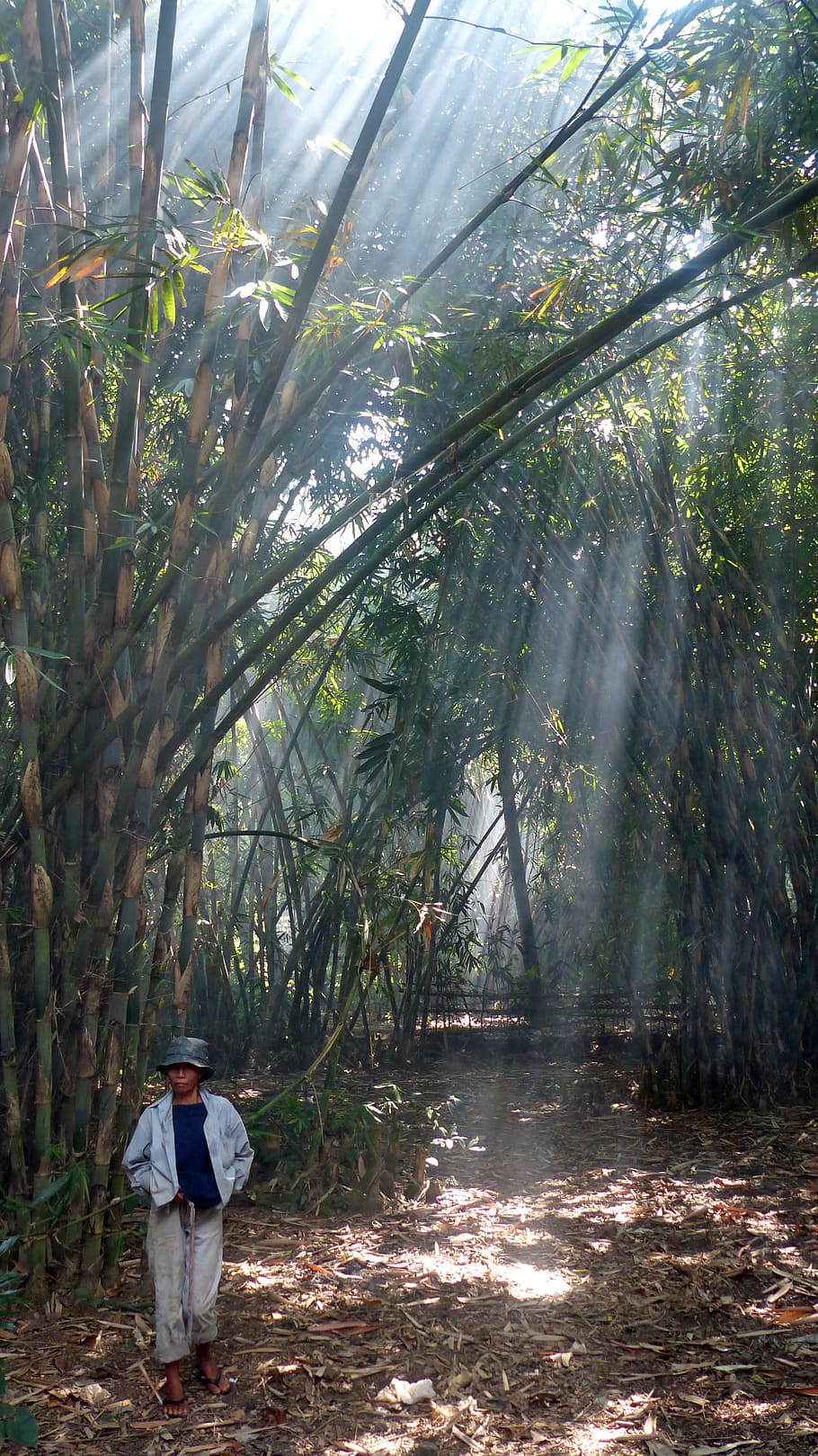 indonesia, java, bali, bamboo, sun, ray of sunshine, tree, plant HD wallpaper