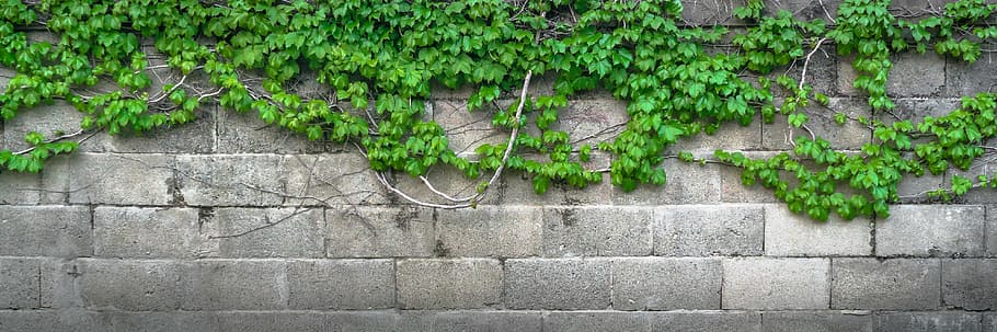 gray bricks, ivy, vine, the leaves, plants, hwalyeob, nature