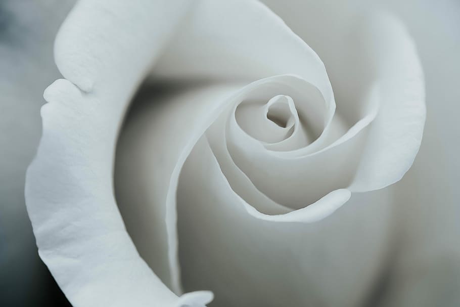 white rose petals, close up photo of white rose, flower, macro HD wallpaper
