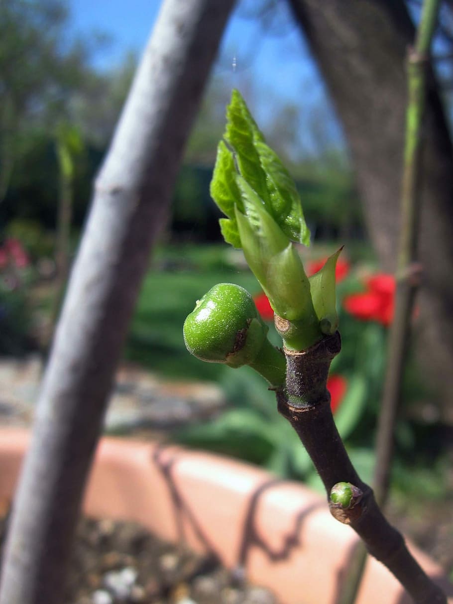 Pear, Tree, Letter, Garden, Fruit, green color, growth, outdoors HD wallpaper