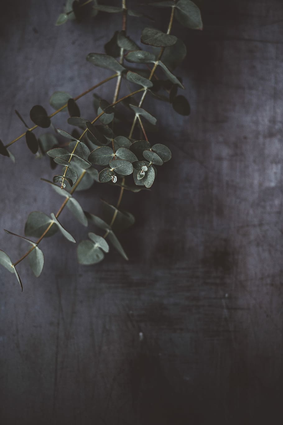 close-up photo of green plant near gray concrete wall, closeup photo of leafed plant HD wallpaper