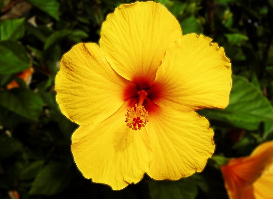 Flower, Yellow, Garden, Spring, Bloom, petal, floral, plant HD wallpaper