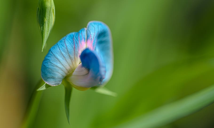 blue and white flower, selective focus photo of blue petal flower HD wallpaper