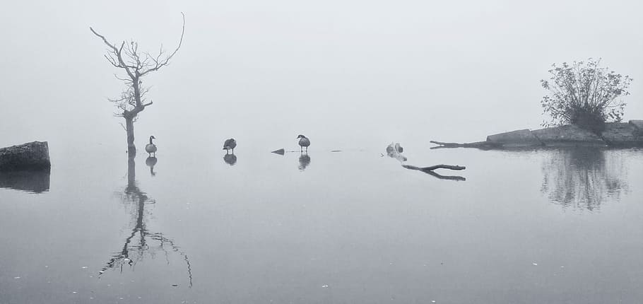 Geese walk on water, clear still photography of bare tree, mist HD wallpaper