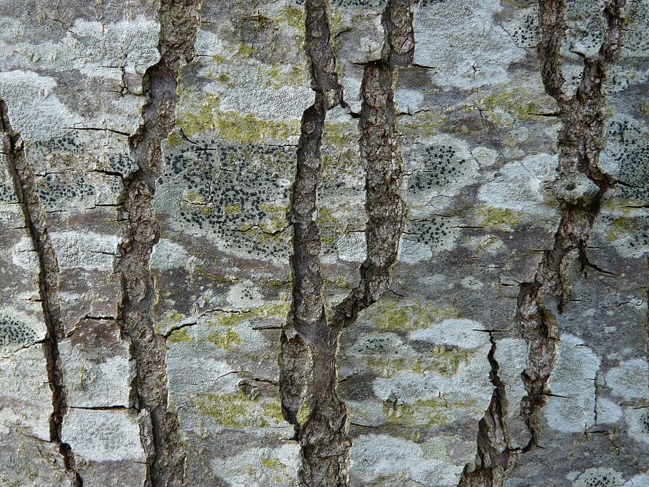 tree, bark, grain, texture, wood, backgrounds, full frame, textured HD wallpaper