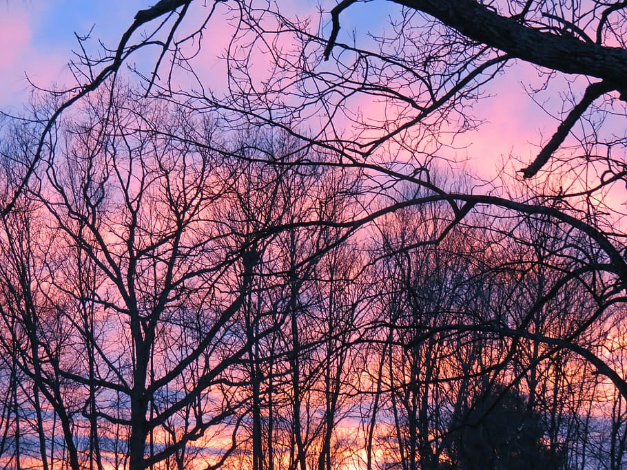 sunset, trees, sky, branches, winter, bare tree, plant, low angle view HD wallpaper