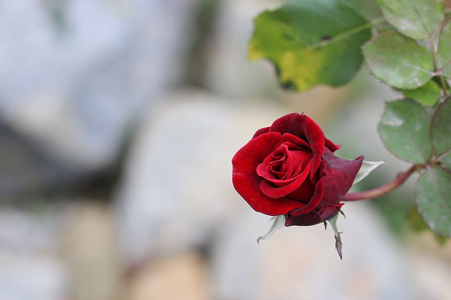 Hoa đỏ: Hoa đỏ là biểu tượng của tình yêu và sự nồng nhiệt. Những hình ảnh về hoa đỏ có thể mang đến cảm giác lãng mạn và đầy nghệ thuật. Tìm hiểu về các loài hoa đỏ độc đáo và xem những bức ảnh hoa đỏ đẹp nhất để trang trí thêm cho ngôi nhà của bạn.