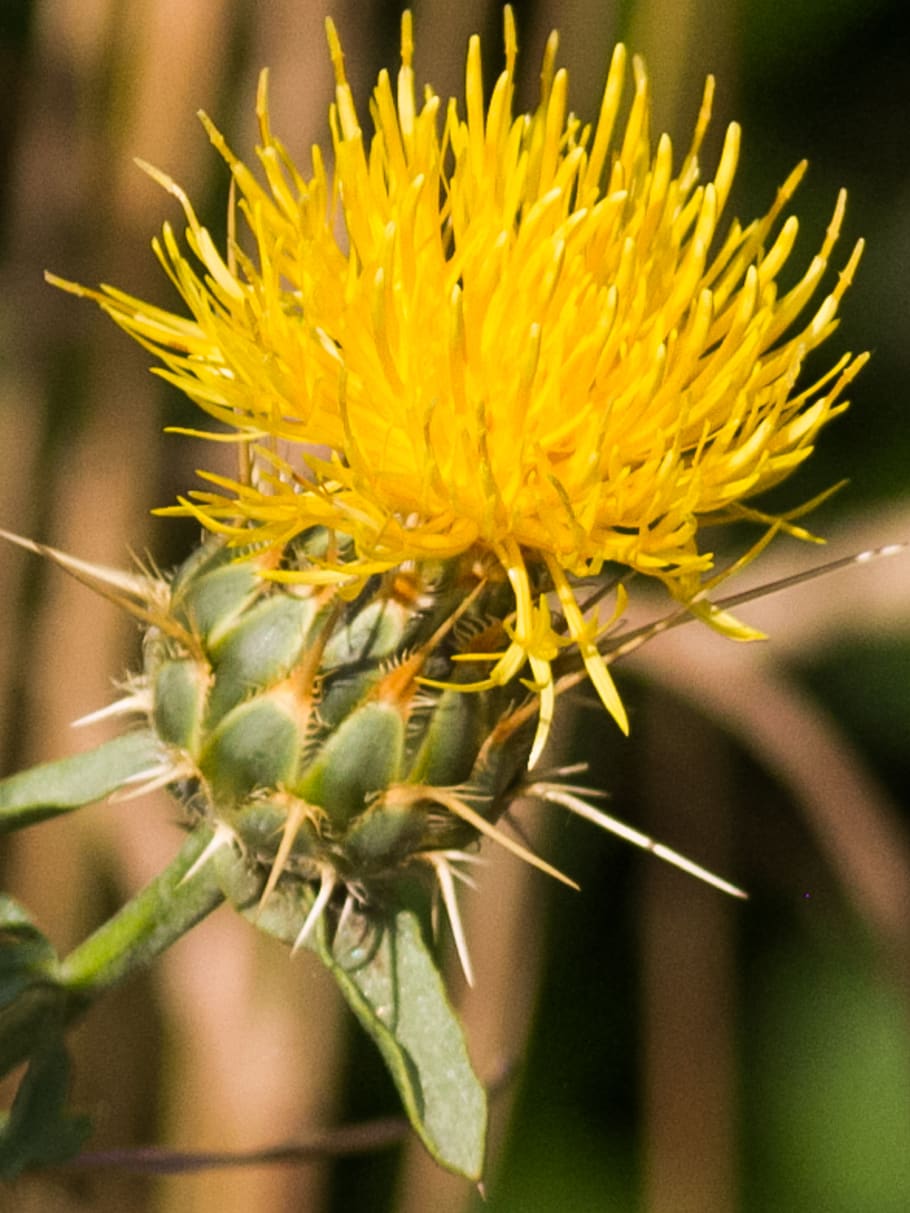 spain, madrid, manzanares, nature, flora, flower, closeup, yellow, HD wallpaper