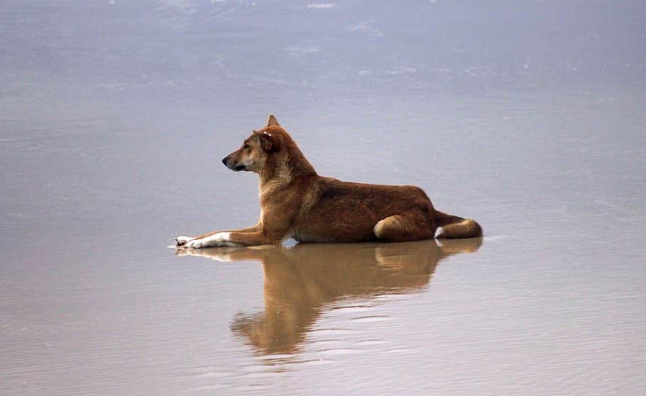 adult brown Canaan lying on seashore during daytime, Dingo, Beach, HD wallpaper