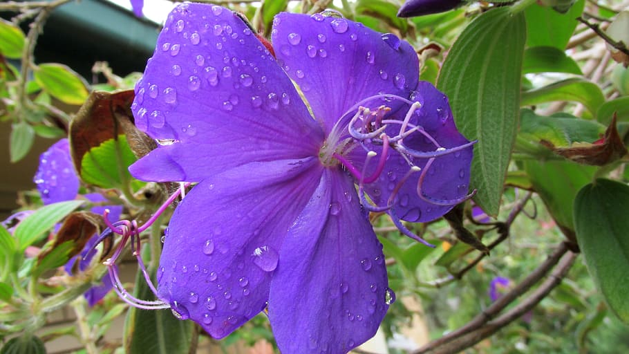 flower, raindrops, spring, plant, flowering plant, beauty in nature HD wallpaper