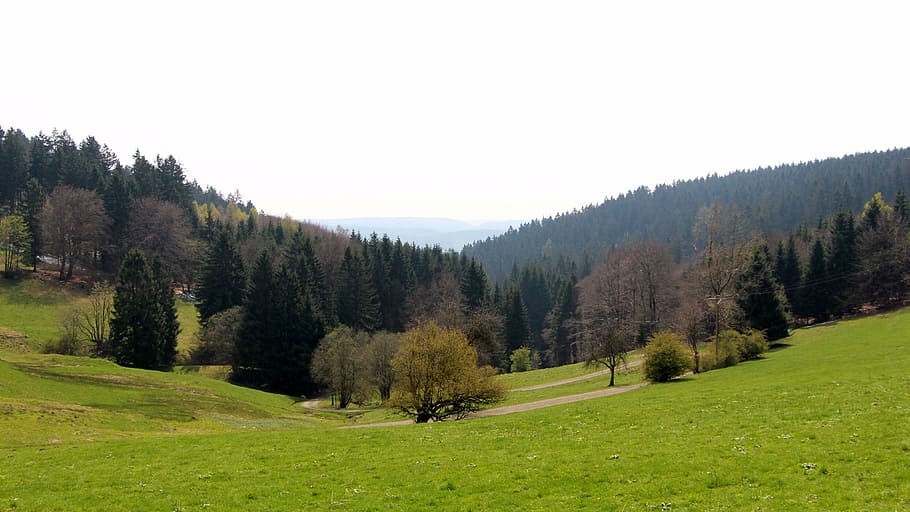 forest, meadow, sky, nature, tree, grass, outdoors, landscape HD wallpaper